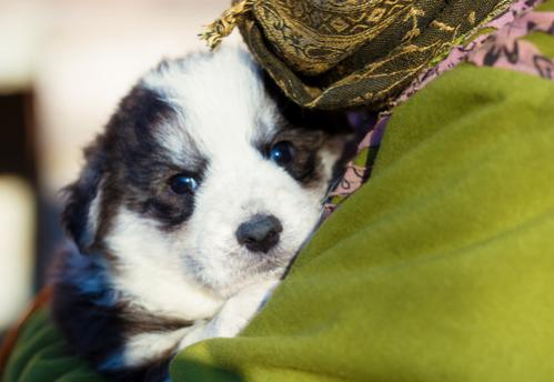 Cómo adoptar cachorros de una protectora de animales