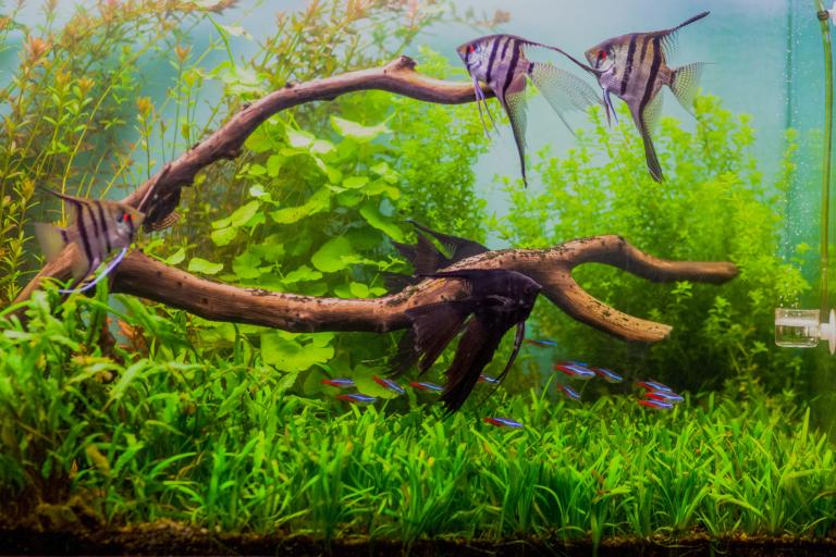Derechos de autor trapo La base de datos Peces de acuario: las diez especies favoritas | Tipos de peces | zooplus