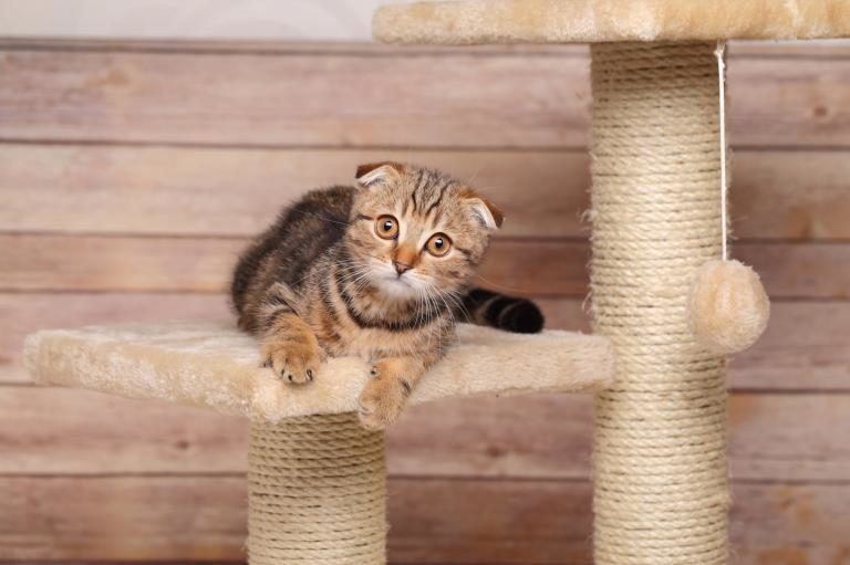Rascadores para gatos