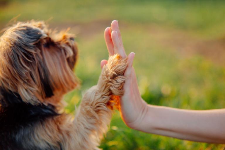 cómo operar un perro con cáncer de próstata