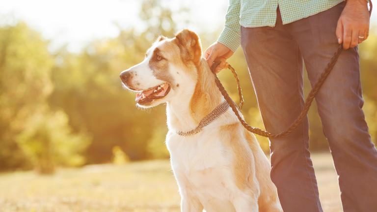 Remedio para bajar de peso despues del parto de perros