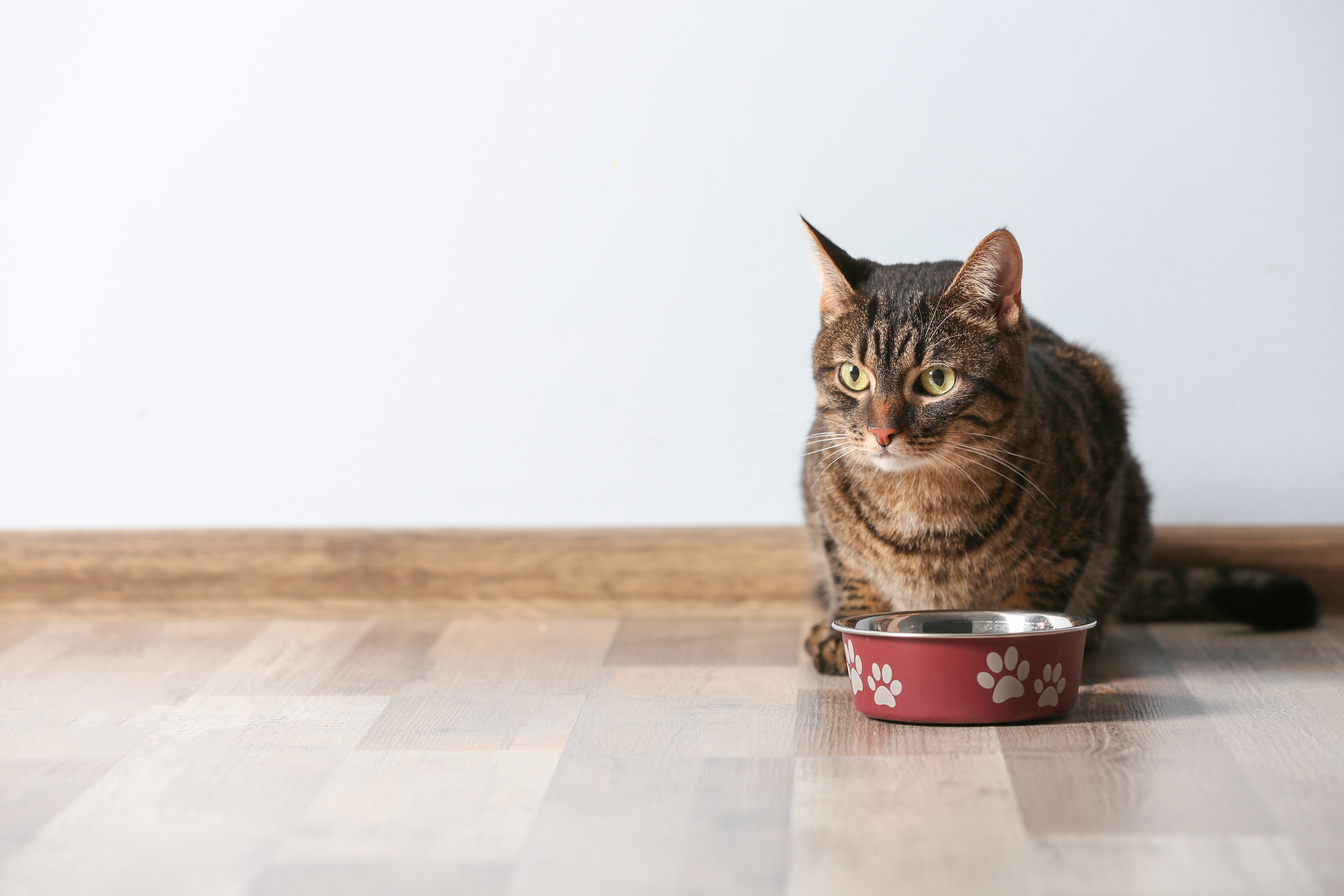 Haiku Anoi Oficial Alergia alimentaria en gatos | Magazine para gatos