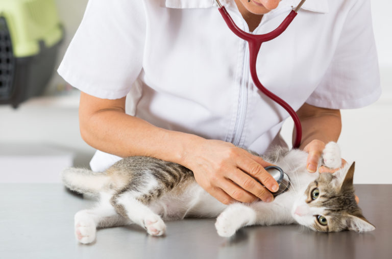 Problemas respiratorios en gatos Problemas respiratorios en gatos