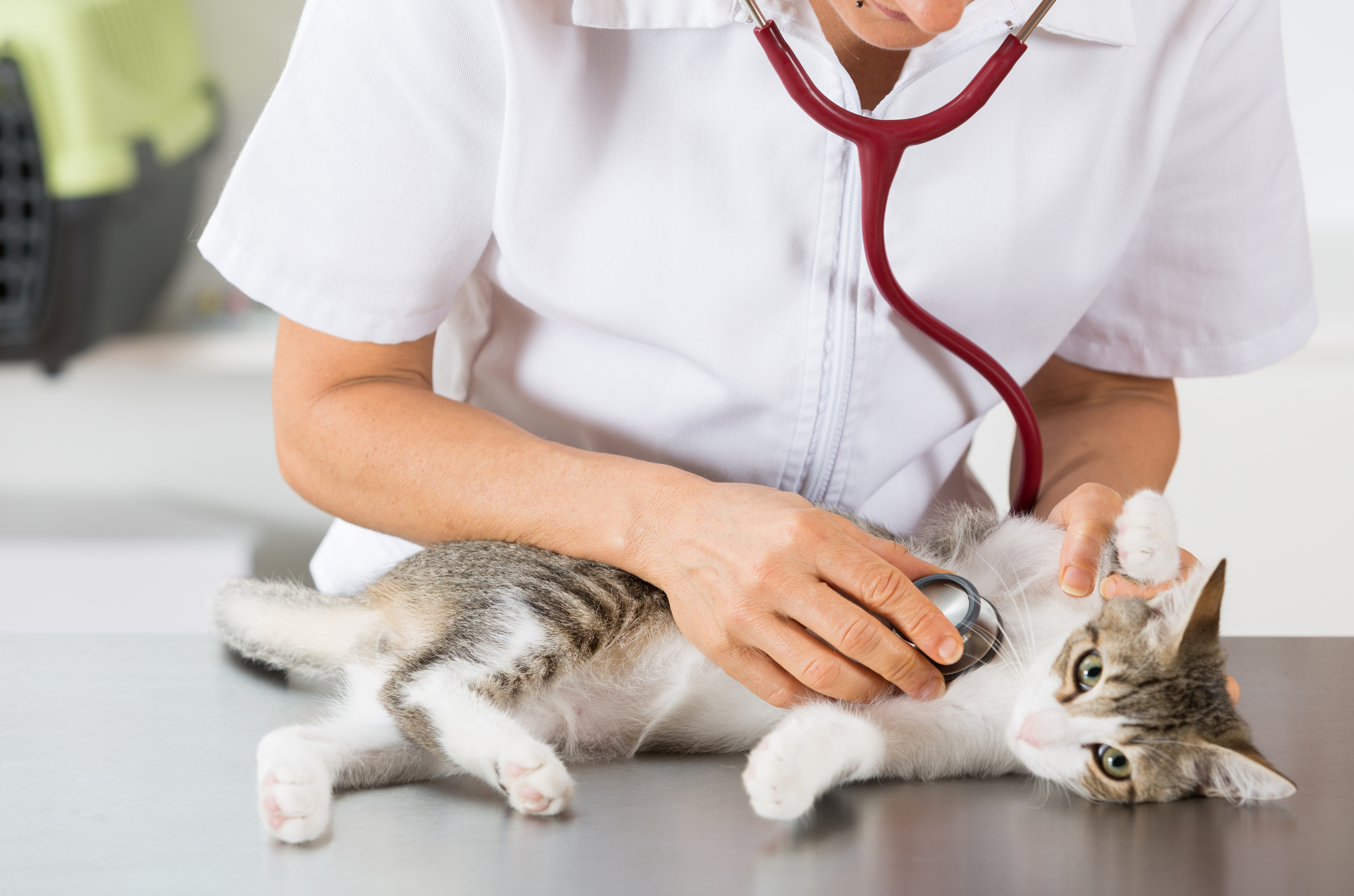 Problemas respiratorios en gatos | zooplus