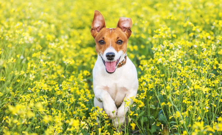 Parásitos en perros: pulgas y garrapatas Parásitos en perros: pulgas y garrapatas
