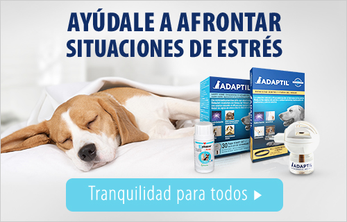 Productos antiestrés en zooplus!