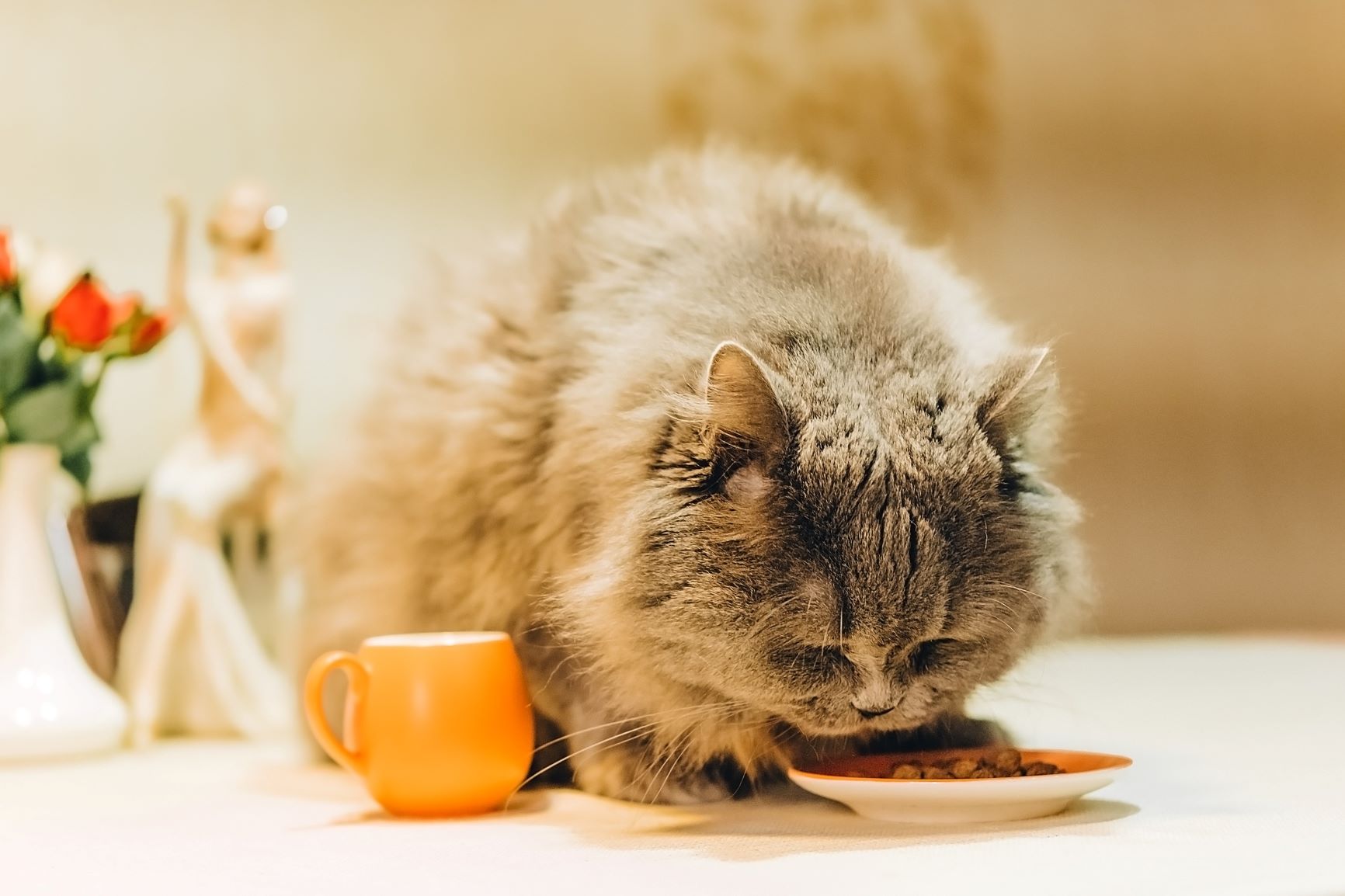 Comida para gatos con sobrepeso