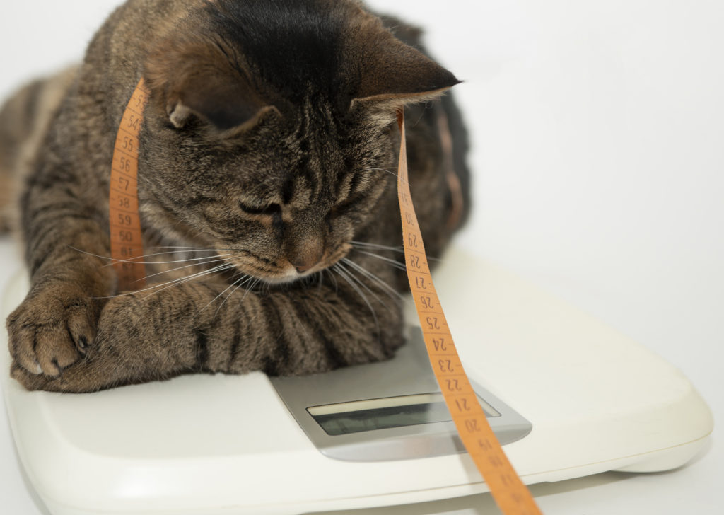 Comida para gatos con sobrepeso