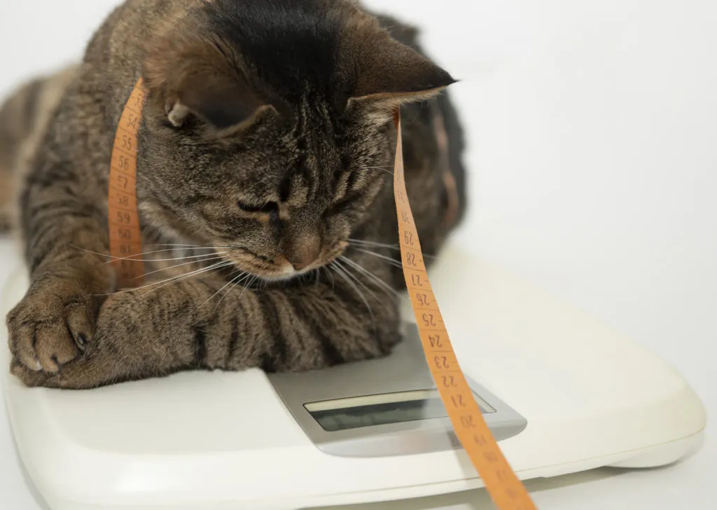Comida para gatos con sobrepeso