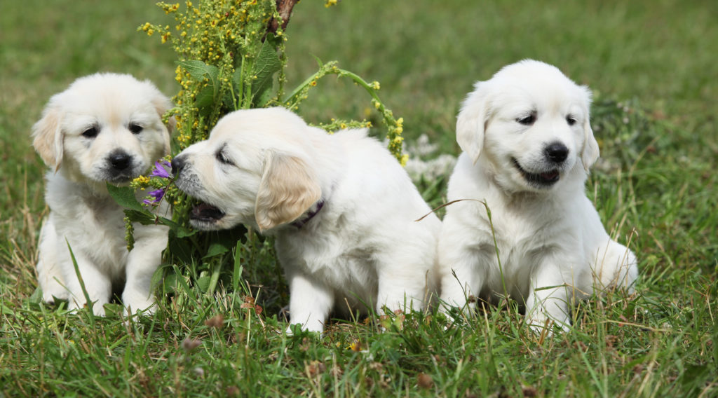 Golden retriever