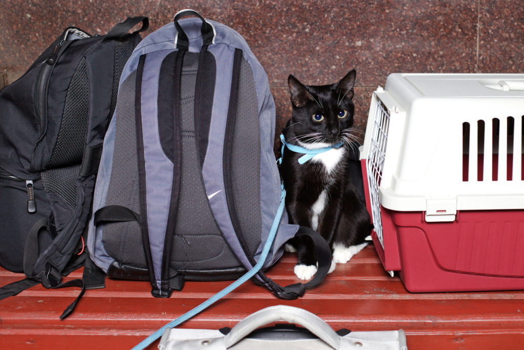 Viajar con gatos