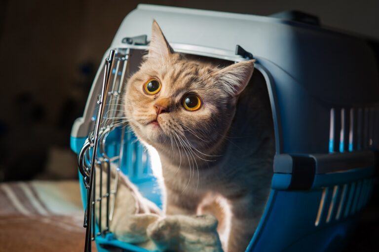 Viajar con gatos