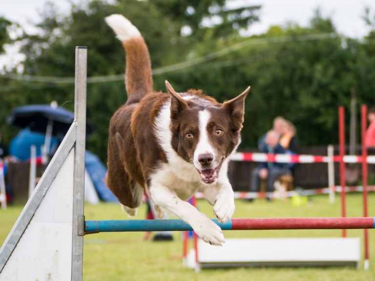 Deportes para perros