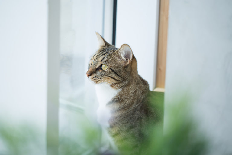 Catnip o menta para gatos