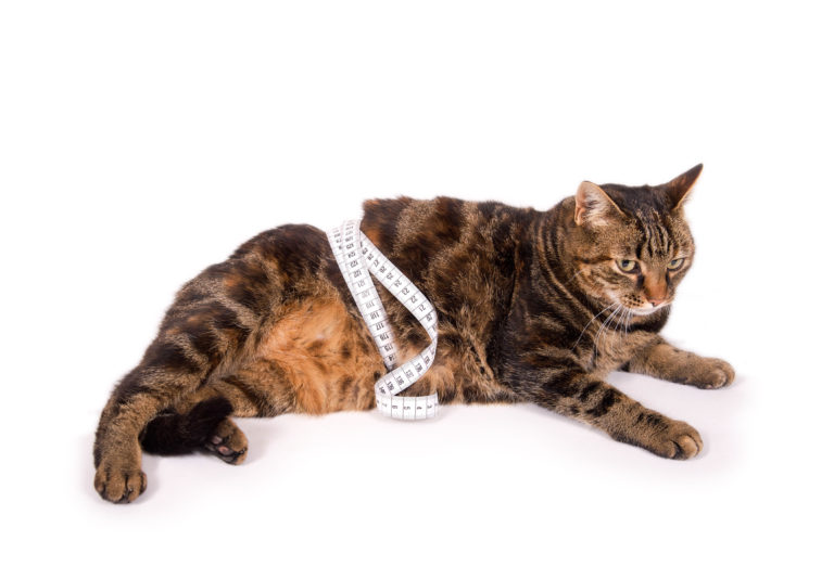 Alimentación para gatos con sobrepeso Alimentación para gatos con sobrepeso