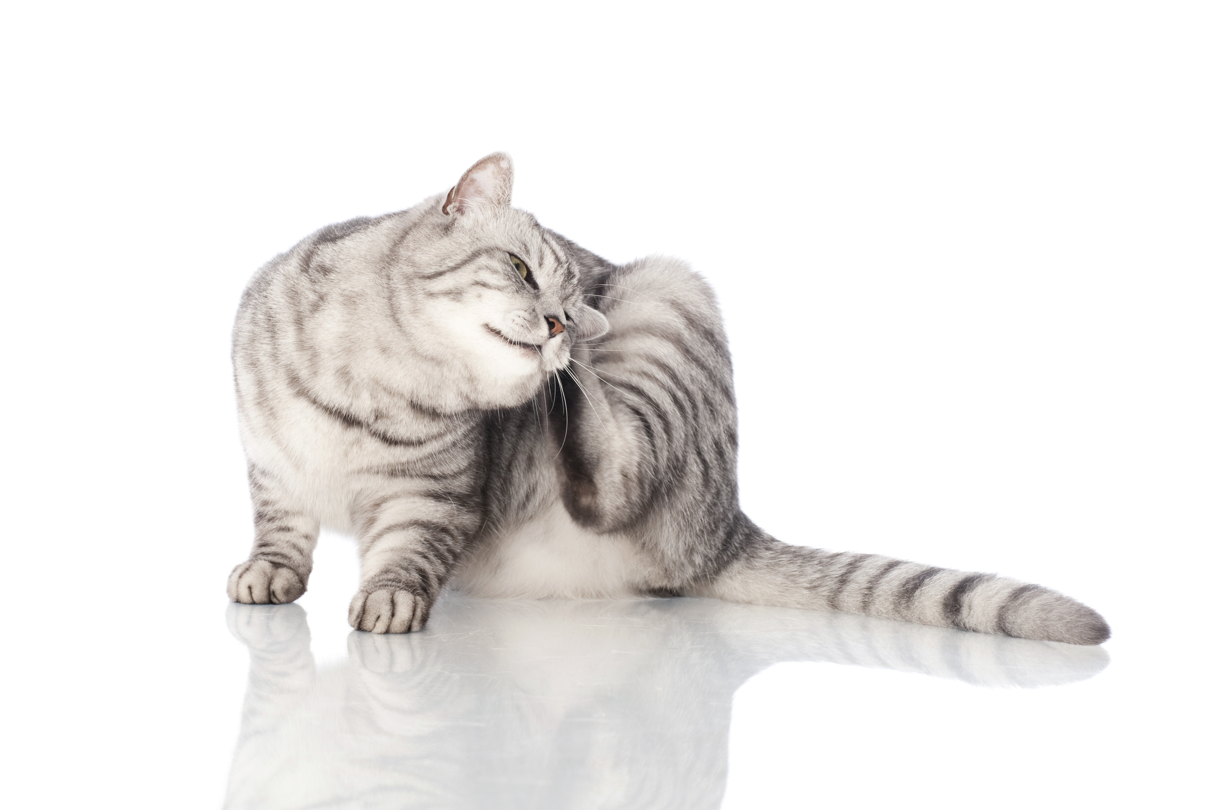 Enfermedades de la piel y del gato | Magazine para gatos