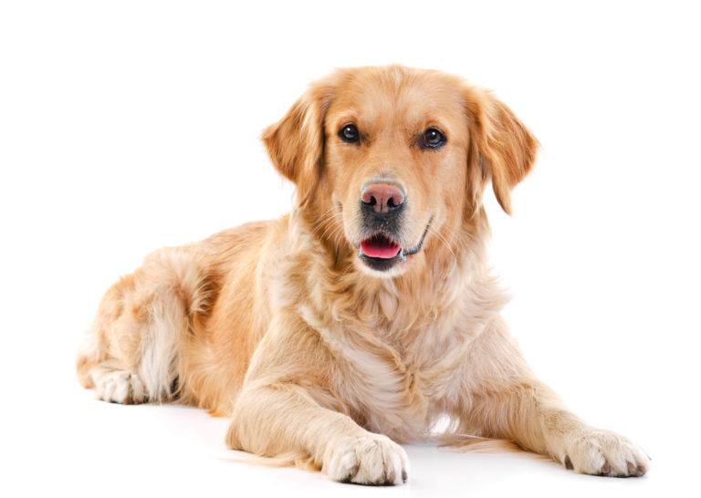 Golden retriever