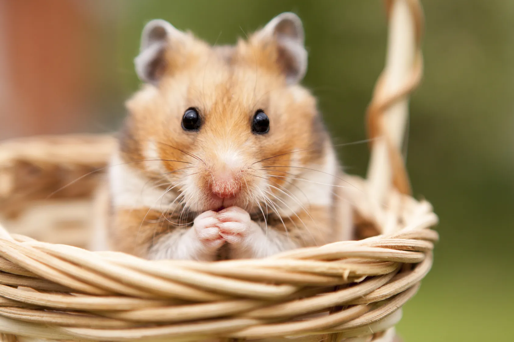 Hámster | Típos de hamsters y todo lo que debes saber sobre este roedor