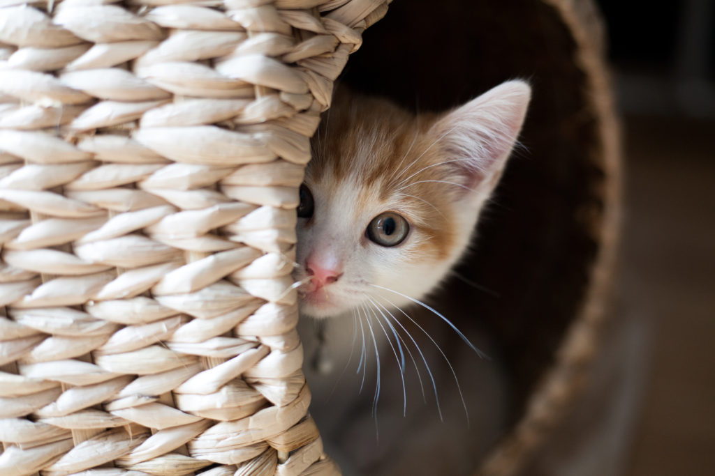 kätzchen in einem korb versteckt kat miauwt - es