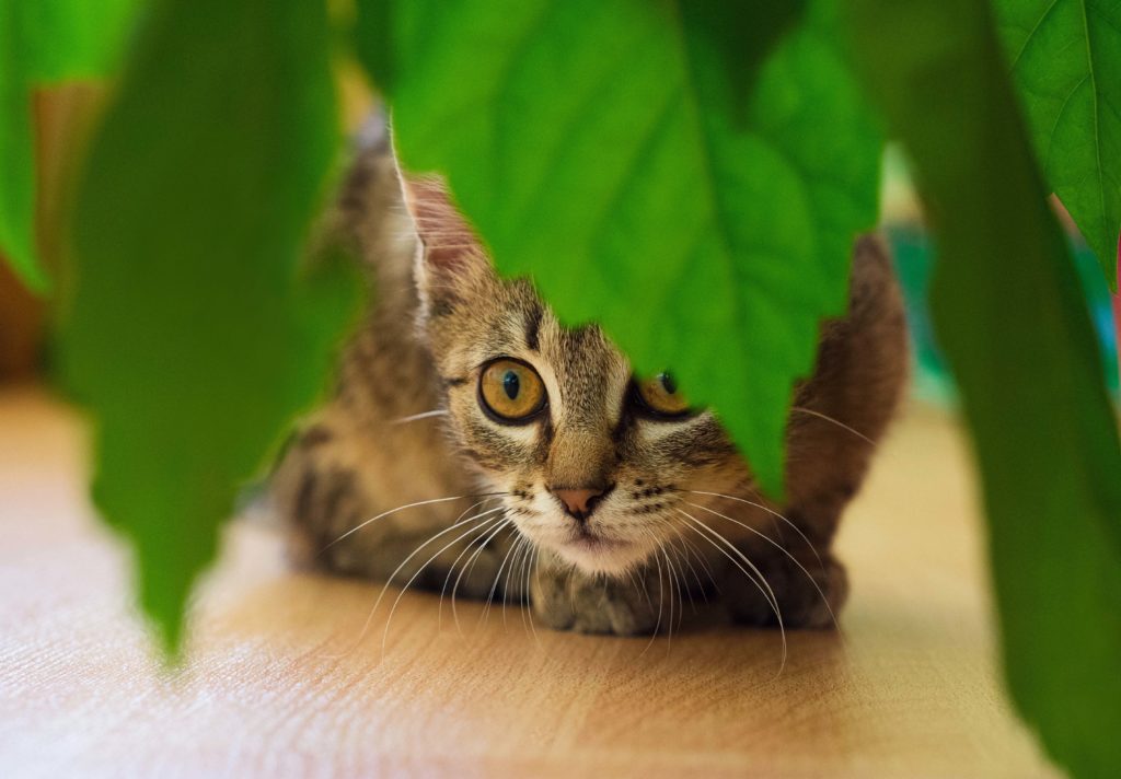 Cómo ahuyentar a los gatos y evitar que se suban al tejado?