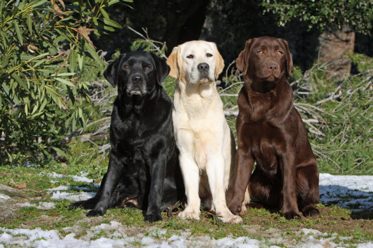 Labrador retriever