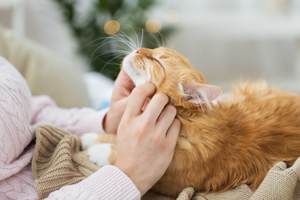 Por qué ronronean gatos? | Salud del gato y | zooplus