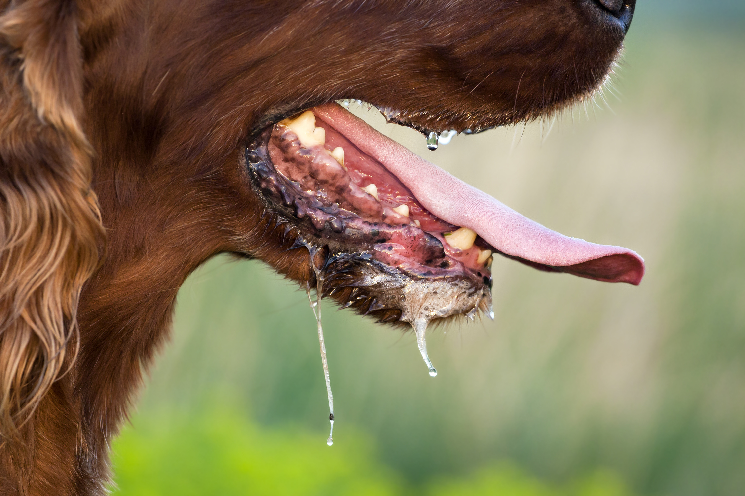 Edredón Identificar Darse prisa Rabia en perros ¿Cómo saber si un perro tiene rabia? ¿Qué sintomas?
