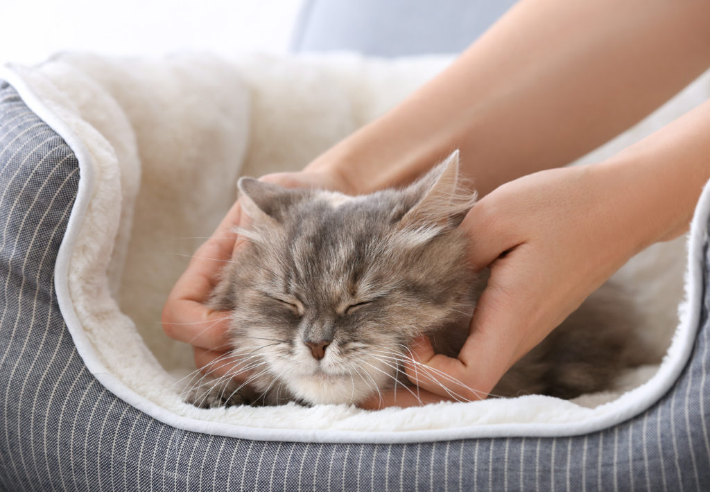 Por ronronean los gatos? | Salud del gato y cuidados | zooplus