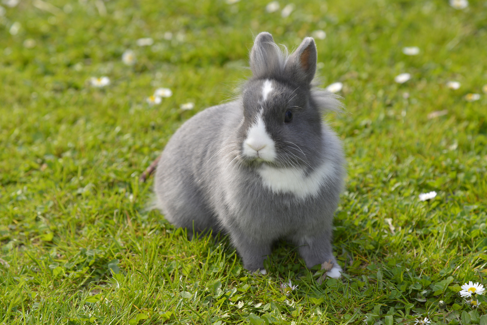 Conejos | Magazine para roedores y pequeños animales