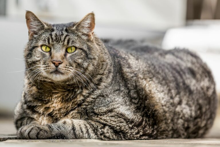 Por lo tanto Automáticamente Touhou Diabetes en gatos | Gatos | zooplus Magazine