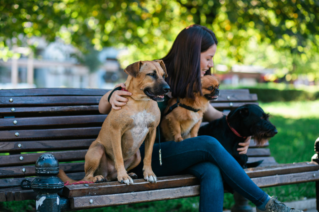 Dónde dejar a tu perro en vacaciones