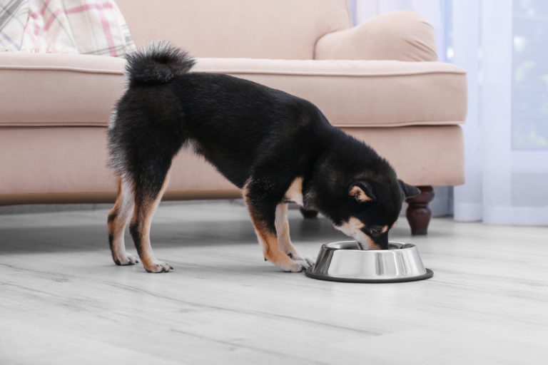 Comida para perros con problemas articulares