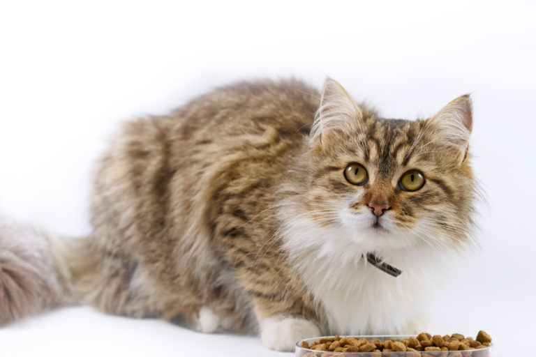 Comida para gatos diabéticos Comida para gatos diabéticos