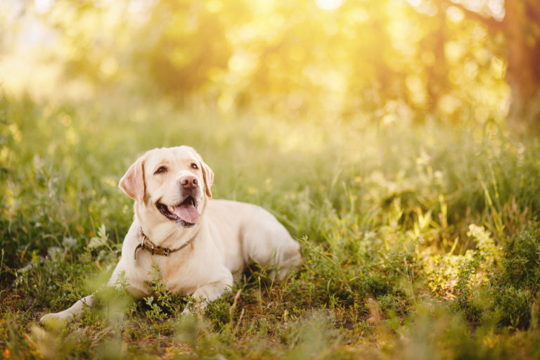 Dónde dejar a tu perro en vacaciones: ¿cuidador o residencia canina?