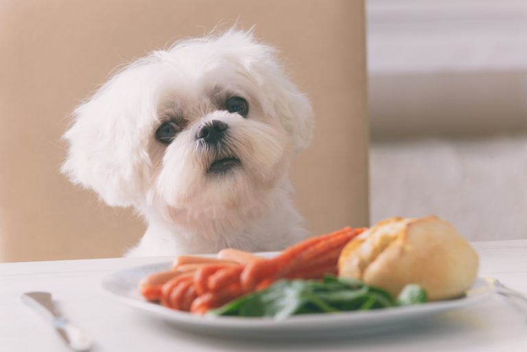 Alimentos prohibidos para perros