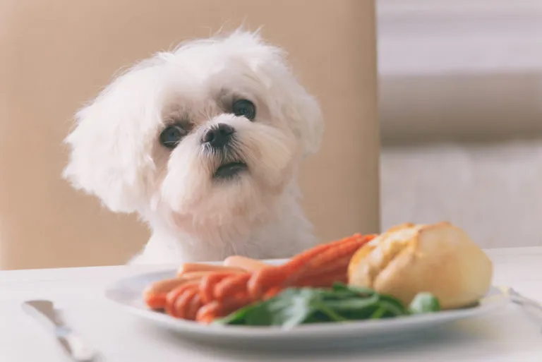 Alimentos prohibidos para perros