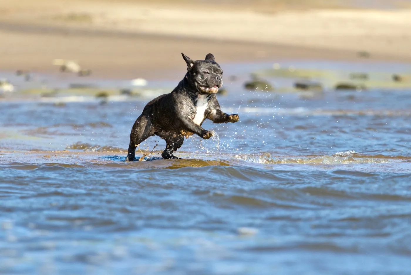 un bulldog franc&eacute;s corriendo por el agua en la playa