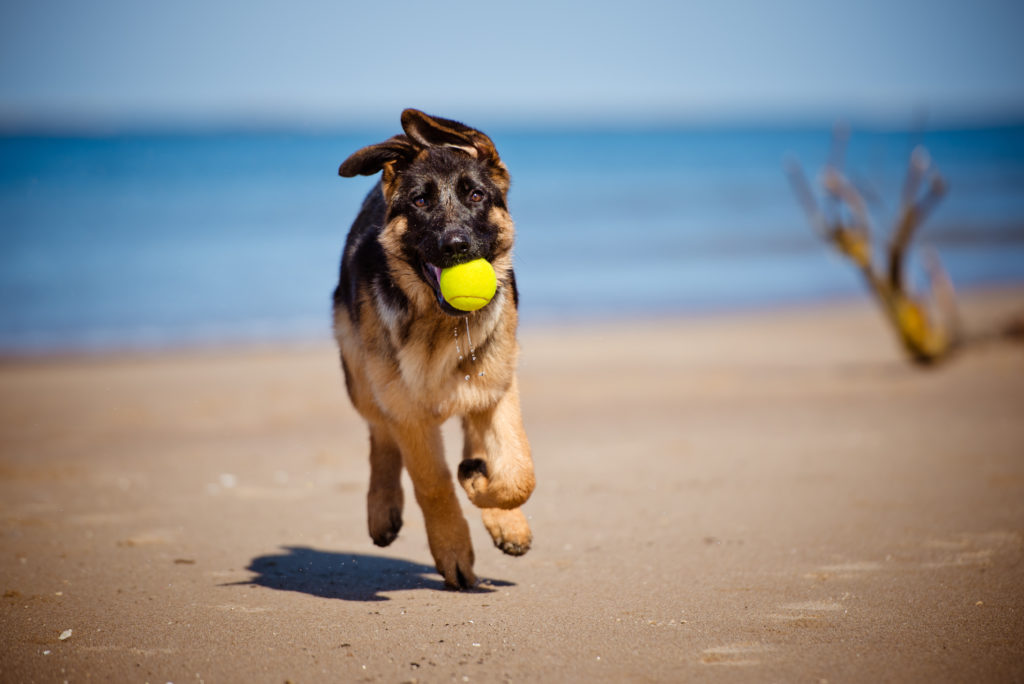 deutscher schäferhund am strand