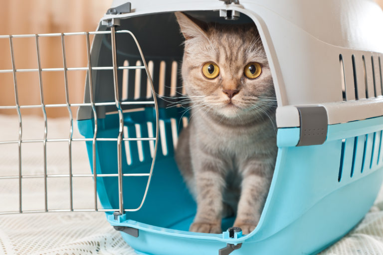 Viajar con gatos en barco