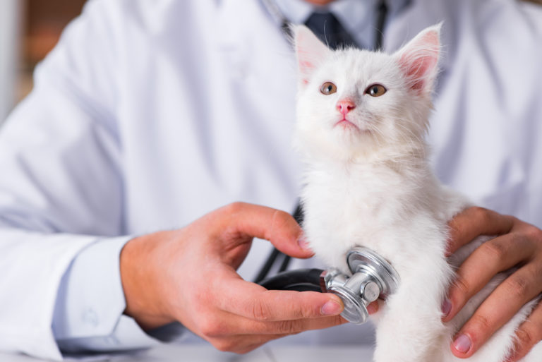 La primera visita al veterinario de los gatitos | Magazine para gatos