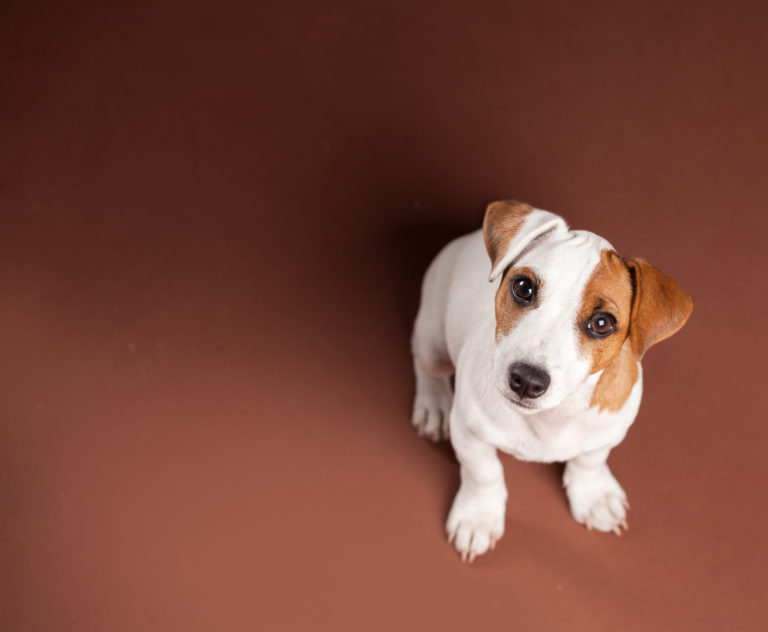 Cuidadores de perros