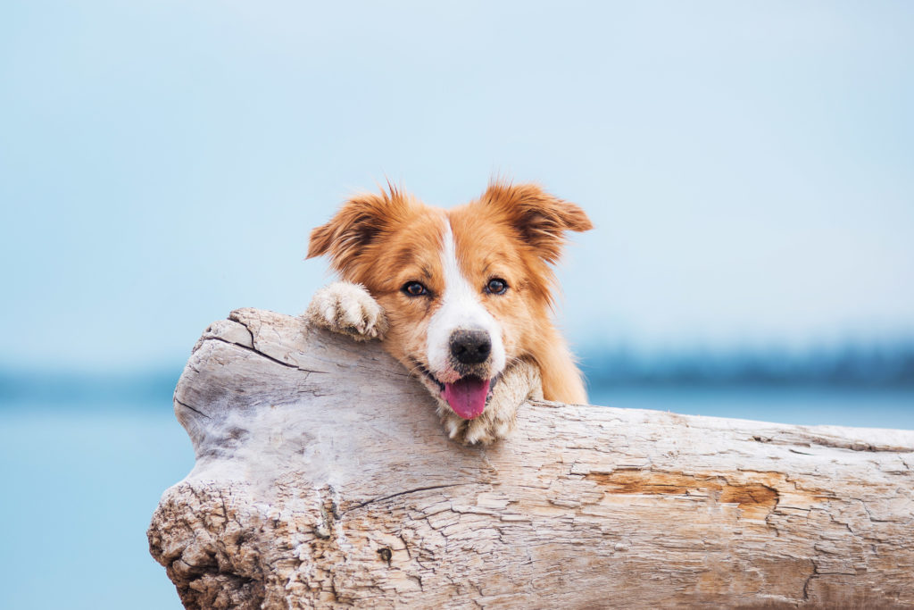 hund am strand mit baumstamm