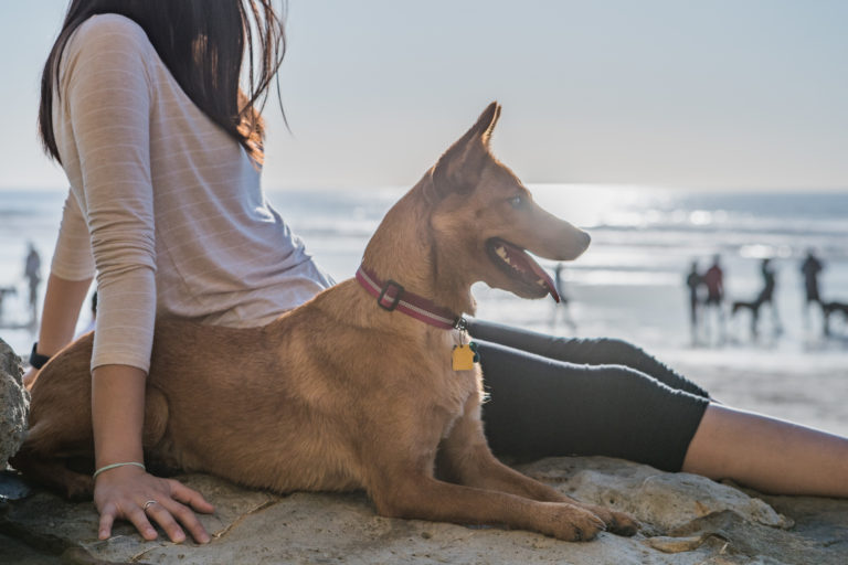 Playas para perros