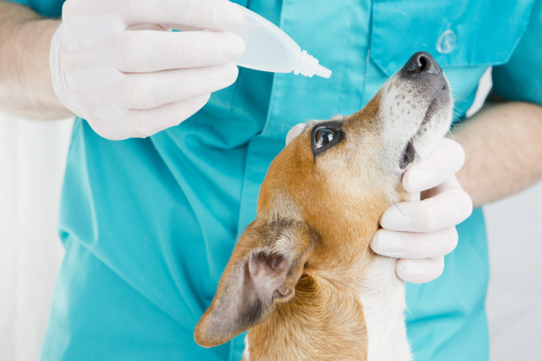 Conjuntivitis en perros