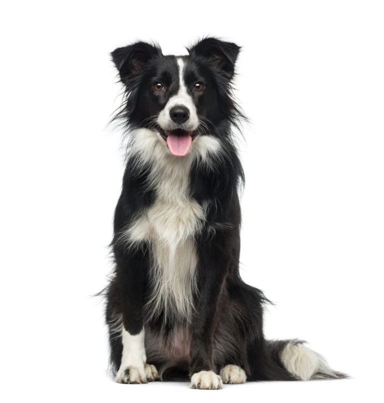 Border collie