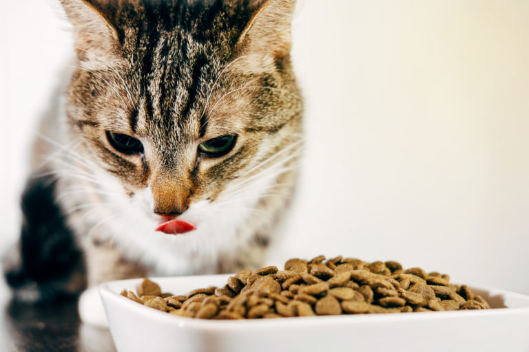 Complementos alimenticios para gatos