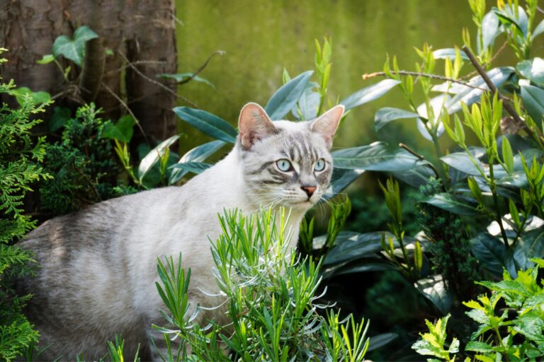 Dejar salir al gato