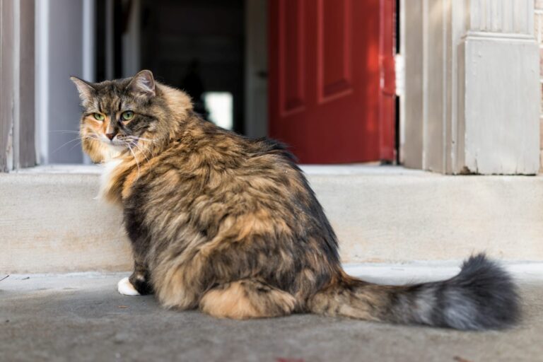 Dejar salir al gato