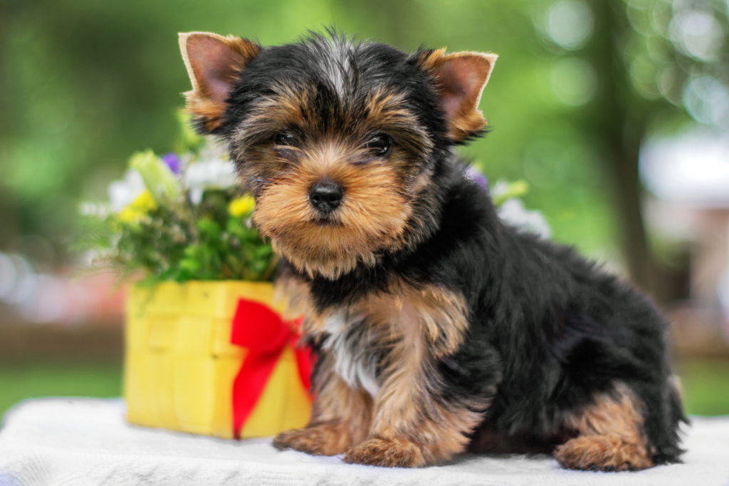 Yorkshire terrier