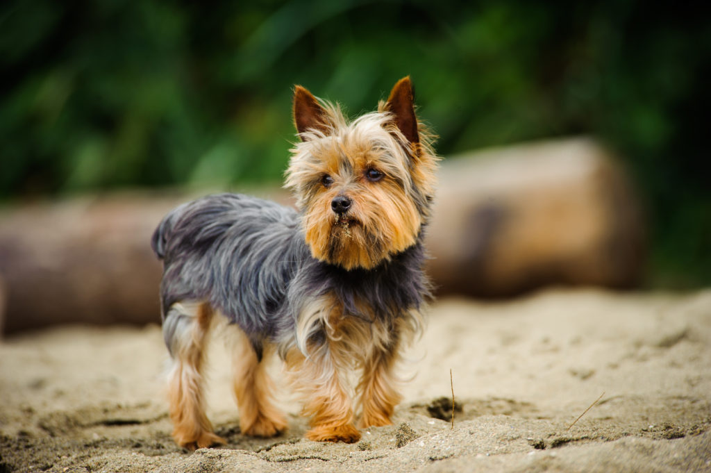 Yorkshire terrier